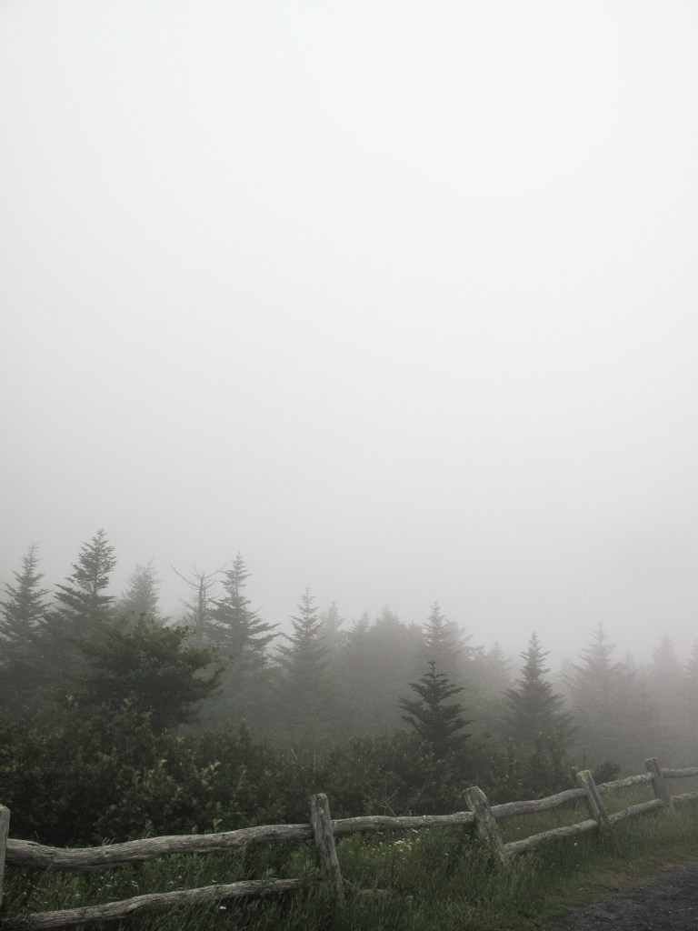 A wooden fence running beside conifer trees and rhododendron shrubs, all in the fog.