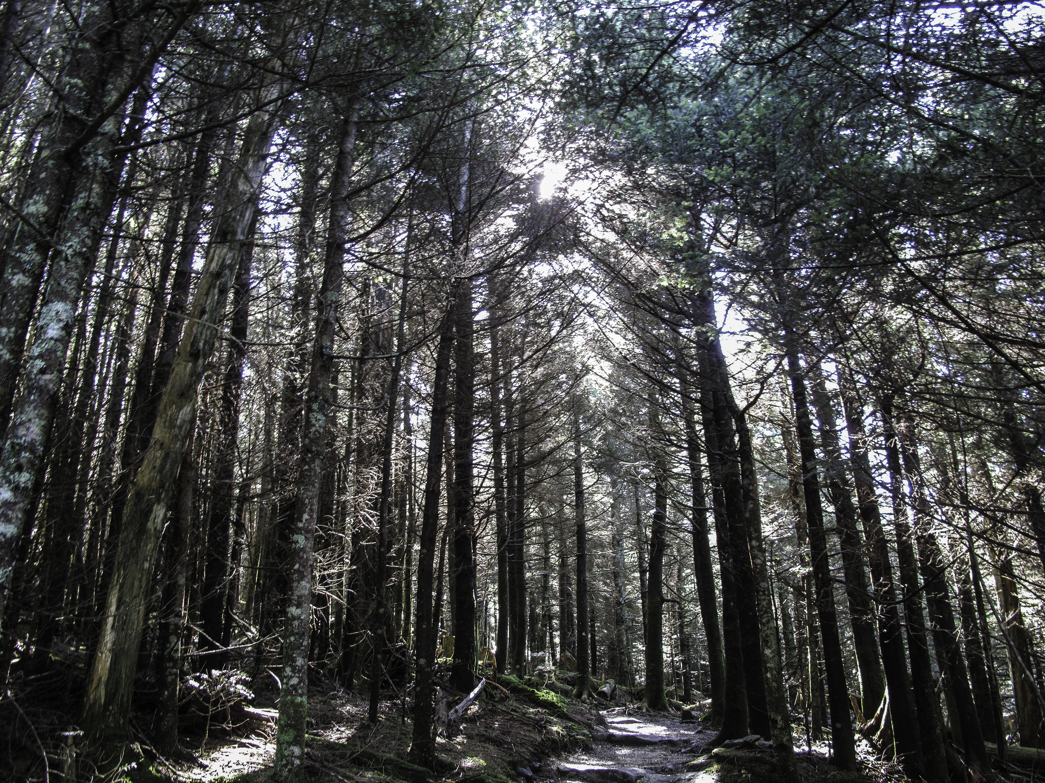Sunlight shining through a conifer forest.