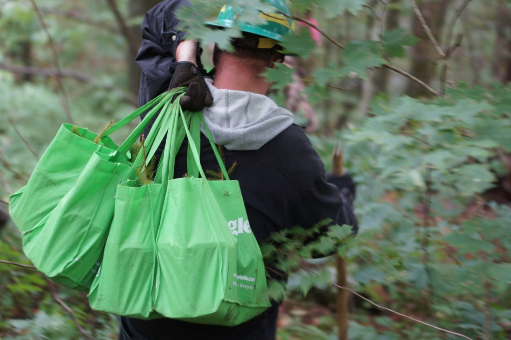 Man walking into a forest carrying three bags filled with young red spruce trees over his shoulder.
