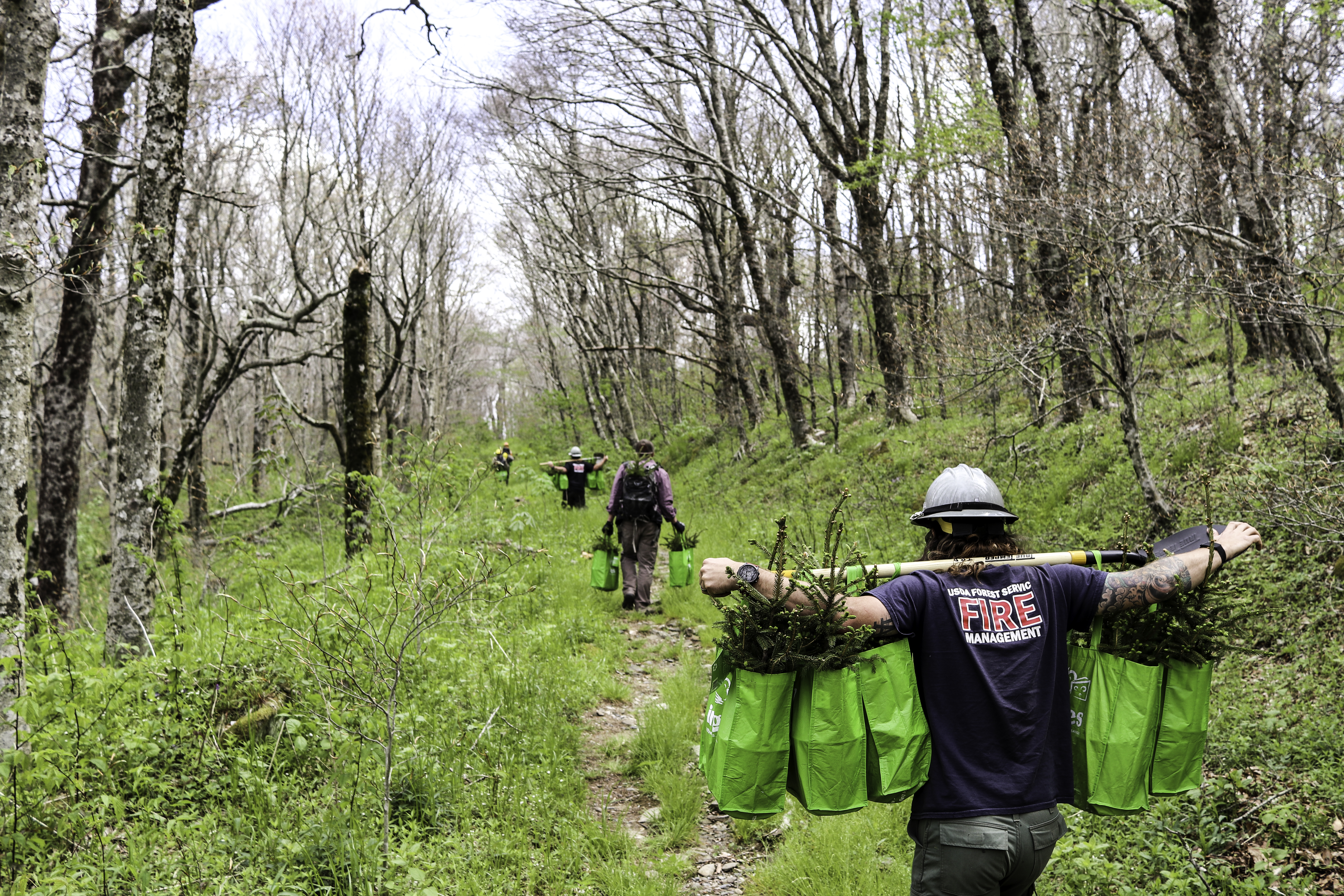 Four people walk a trail into a forest, each carrying bags full of young spruce trees.
