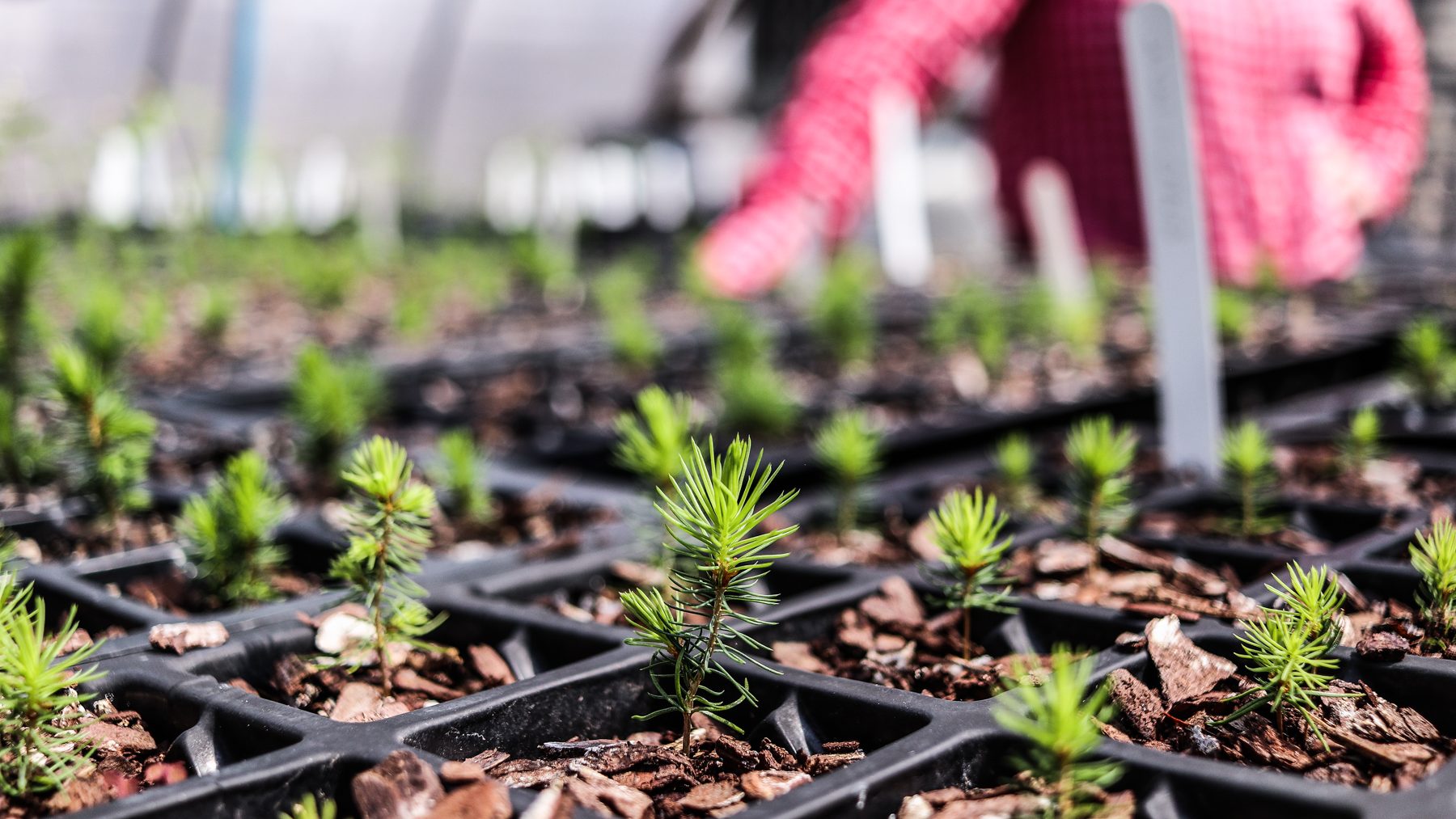 Young red spruce trees growing in black containers.